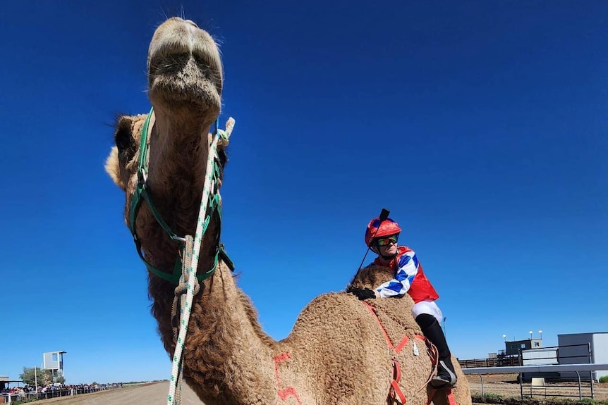 Looking up at the underside of a camel's head with a woman in racing red, white and blue silks on her back and a blue sky.