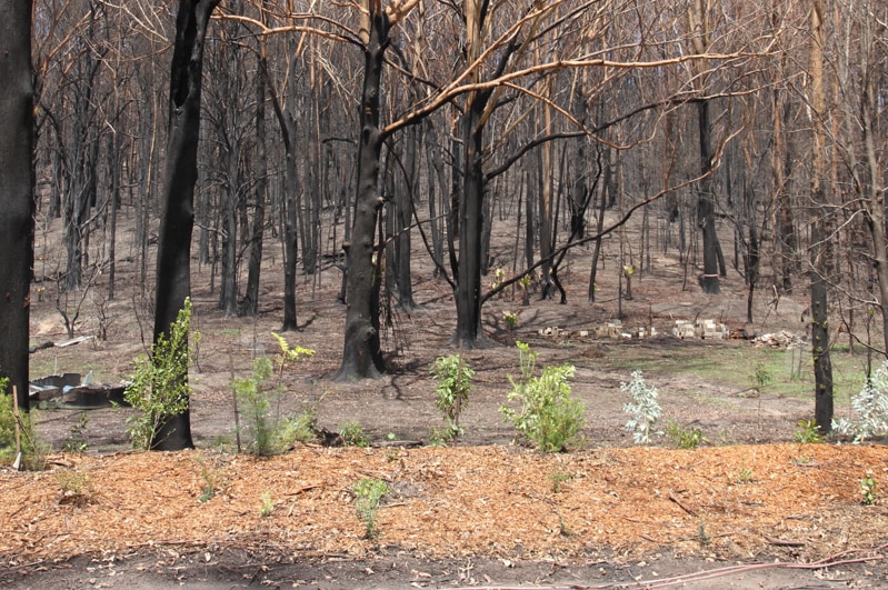 New trees and bushes encourage birds and other animals to return to country