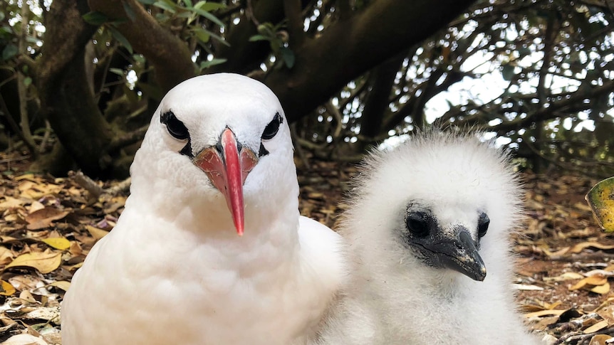 Hundreds of species of sea birds migrate to Phillip Island each year to breed.