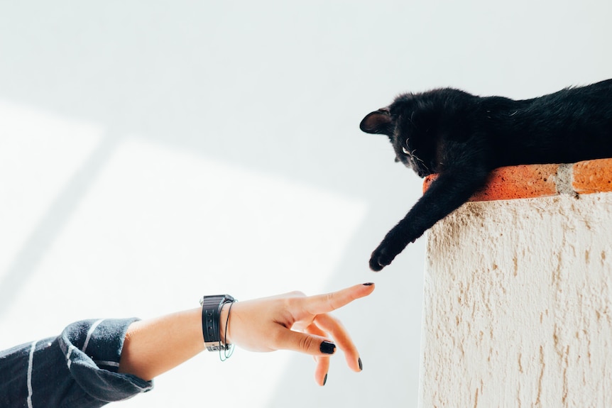 A person's disembodied hand with black nail polish points to a black cat reaching out its paw.