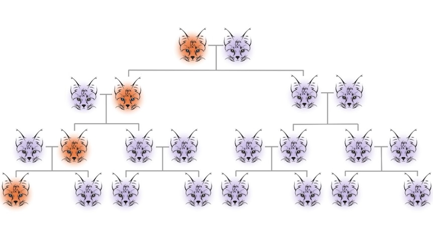 A diagram showing how a cat gene is passed onto kitten offspring