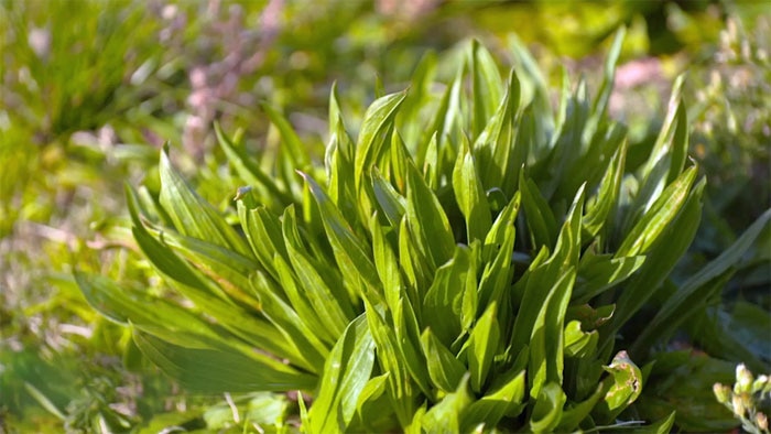 Weeds - Plantain Image