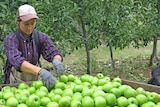 An fruit picker sorts apples in a Tasmanian orchard