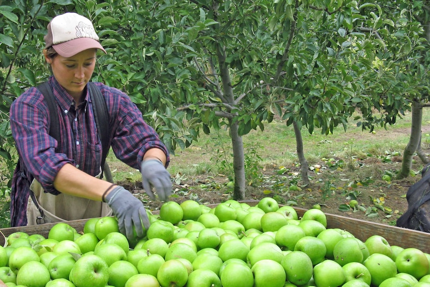 An fruit picker sorts apples in a Tasmanian orchard