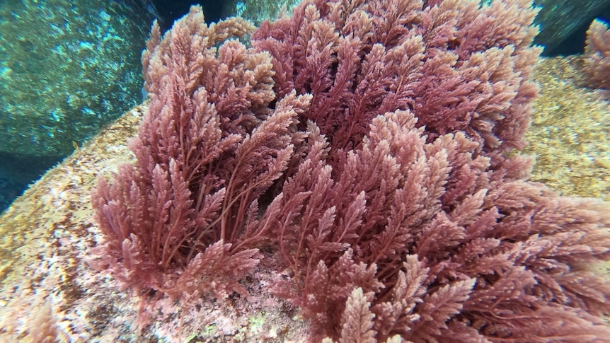 Red Asparagopsis armata seaweed is seen growing naturally on the ocean floor 