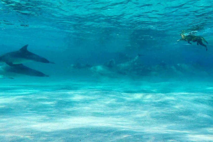 Kuta the dog swimming with dolphins from underwater.