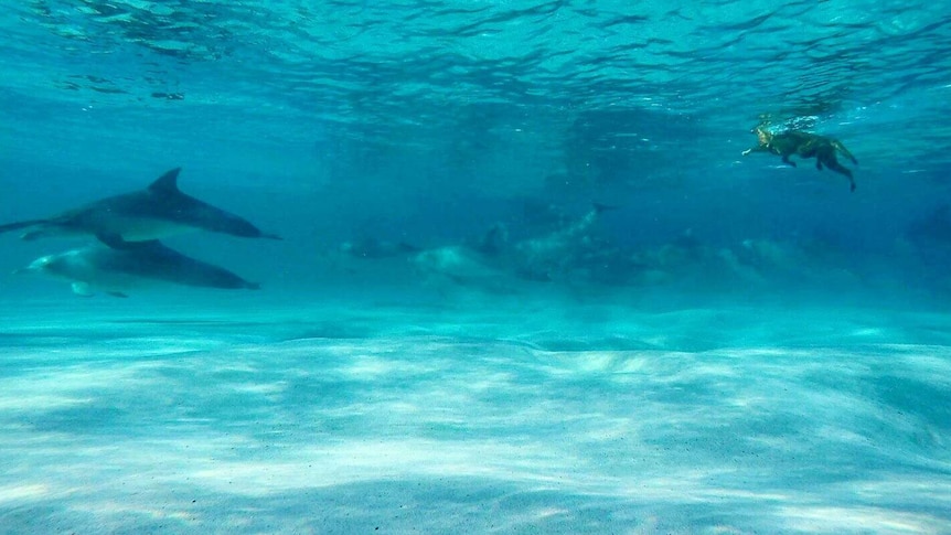 Kuta the dog swimming with dolphins from underwater.