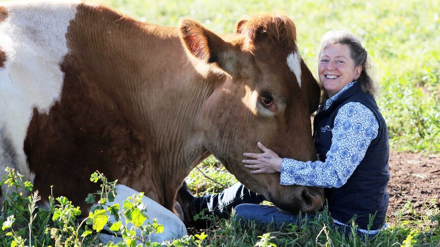 Lady and steer in paddock