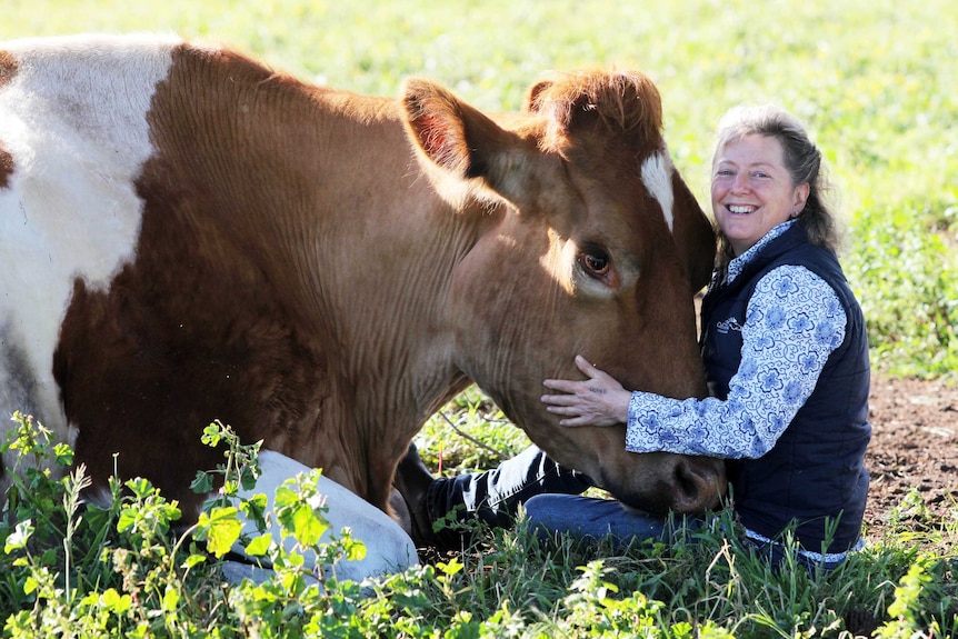 Lady and steer in paddock