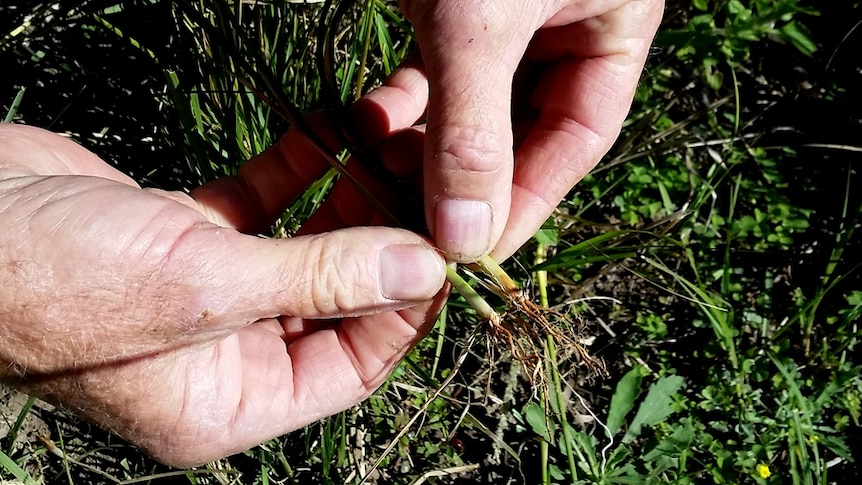 A healthy green rat's tail grass tiller shown alongside a brown tiller with signs of crown rot fungus infection