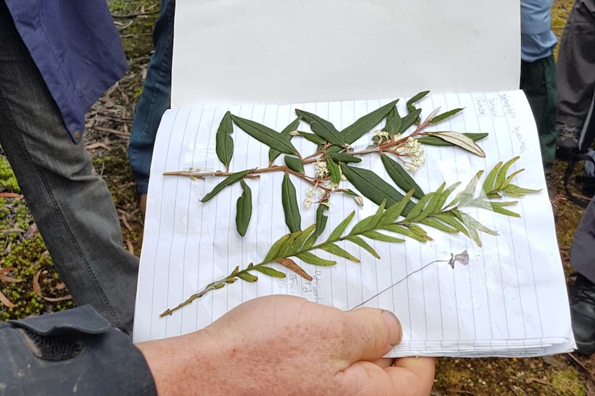 Samples of flora from Tarkine collected as part of Bioblitz