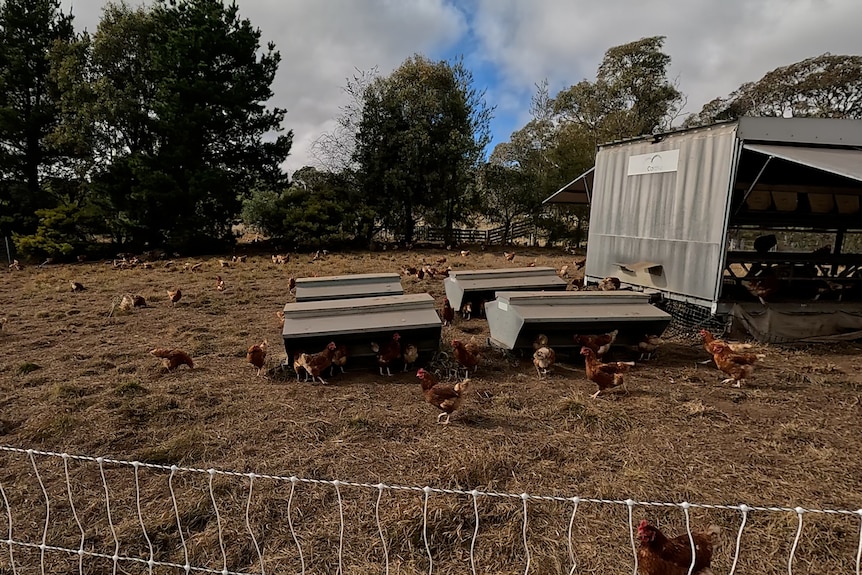 Free range chickens wandering around a pen.