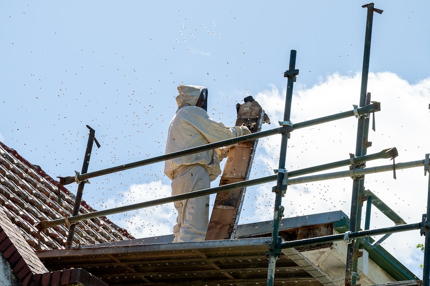 Man wearing a beekeeping suit standing on scaffolding surrounded by a swarm of bees. 
