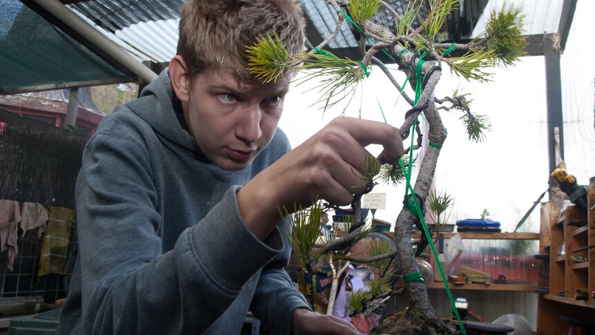 Robbie Metz adjusts some bracing-wire in the bonsai workshop.