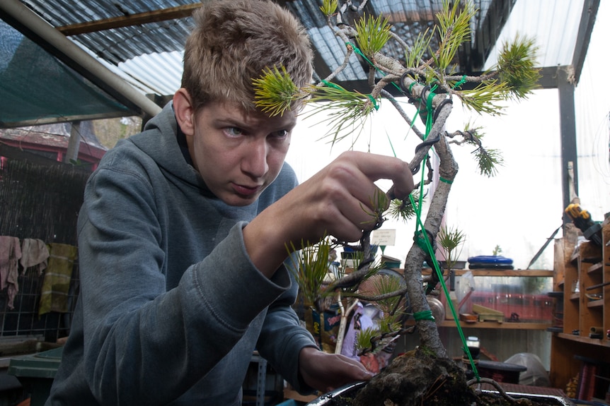 Robbie Metz adjusts some bracing-wire in the bonsai workshop.