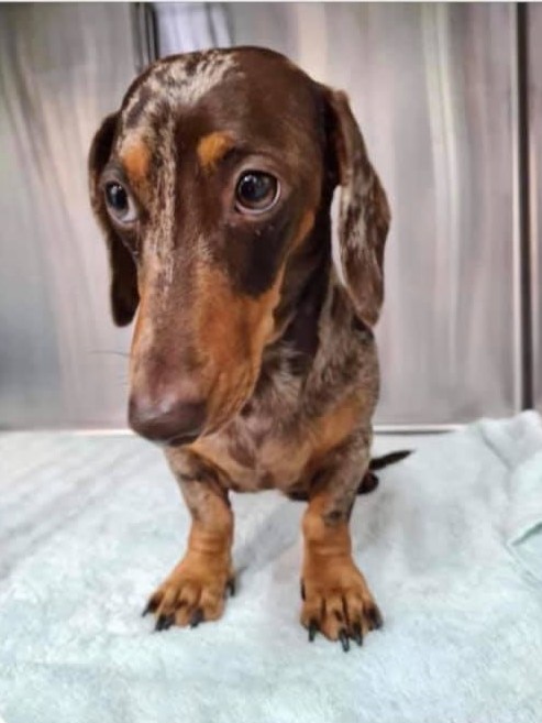 A dachshund looks to the camera with a sad expression 