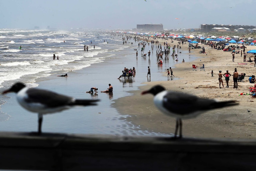 Seagulls in the foreground in front of a crowded beach.