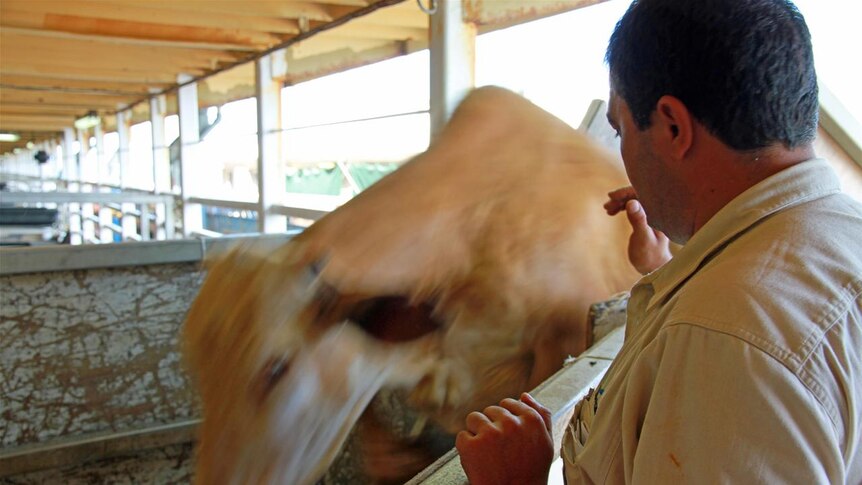 MP says live animal trade exports jobs overseas - ABC News