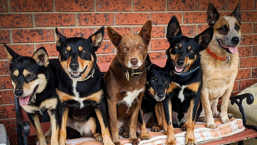 Six working dogs all sitting up on a bench in a row