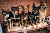 Six working dogs all sitting up on a bench in a row