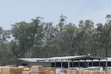 Gunns' Scottsdale sawmill will close in four months.
