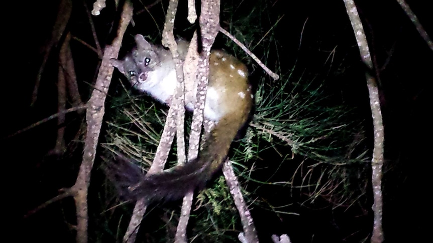 A chuditch in a tree, a vulnerable marsupial, spotted near Albany in WA