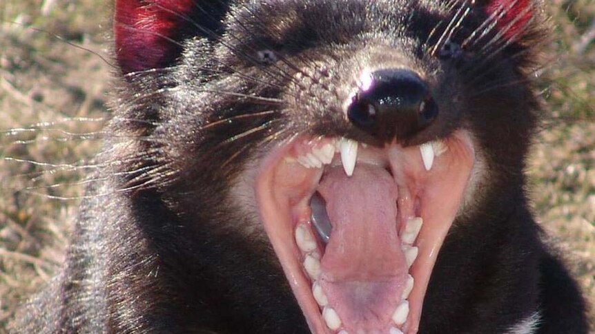 Tasmanian devil shows its teeth