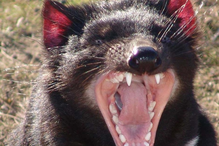 Tasmanian devil shows its teeth