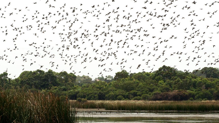 The presence of a harrier causes waterbirds to take to the air en masse at Lake Joondalup.
