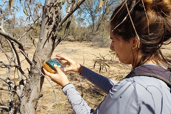Marina Scarpelli in the field attaching a small acoustic sensor to a tree