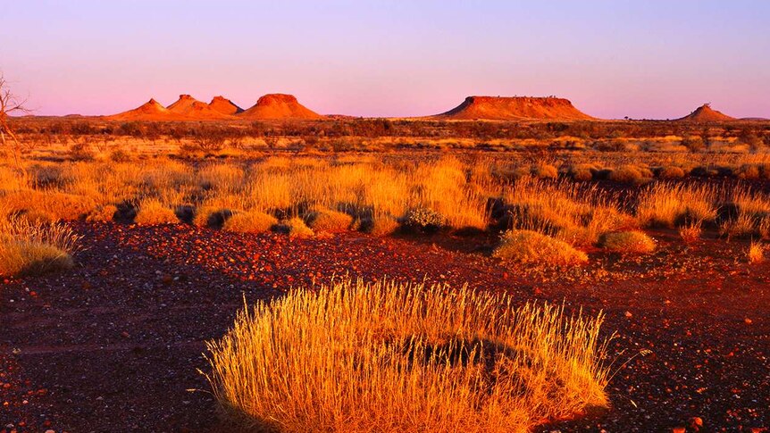 Sunrise, red sand and spinifex in the Little Sandy Desert