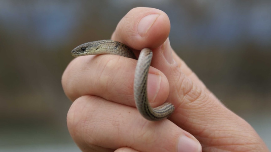 Striped legless lizard