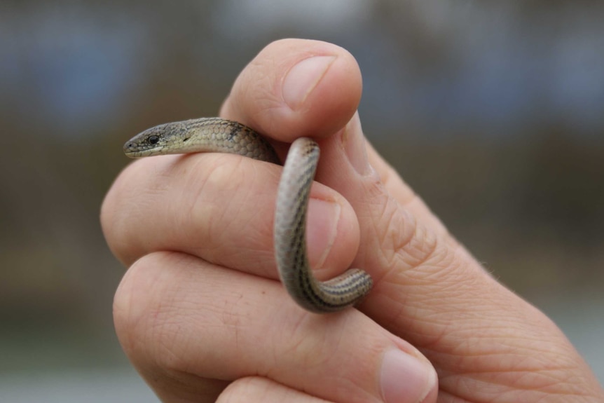 Striped legless lizard