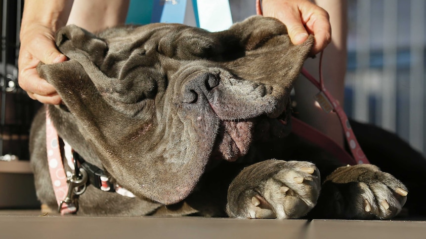Owner lifts up the droopy jowls of Martha, a Neapolitan mastiff.
