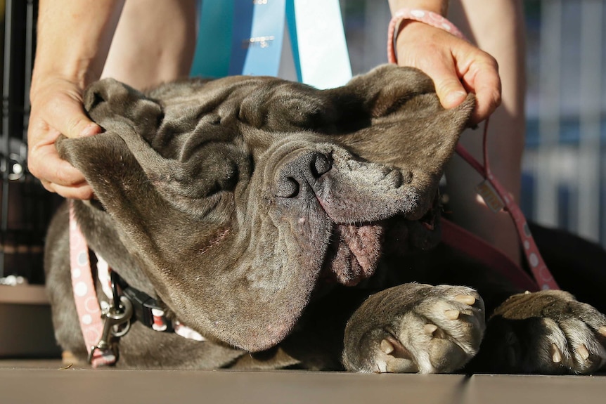 Owner lifts up the droopy jowls of Martha, a Neapolitan mastiff.