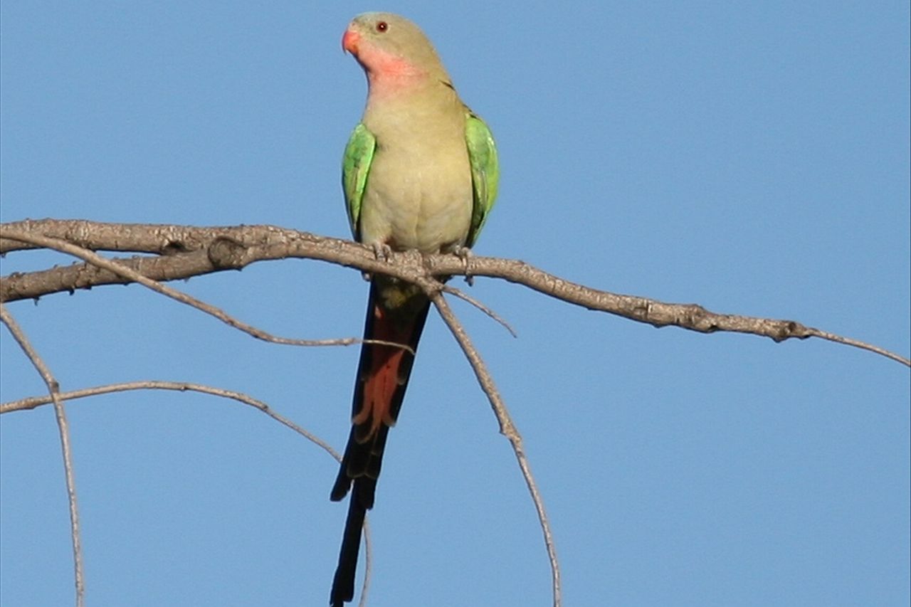 Princess Parrot perch Peter Struik