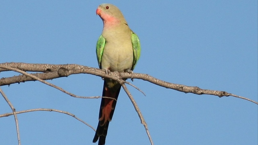 Princess Parrot perch Peter Struik
