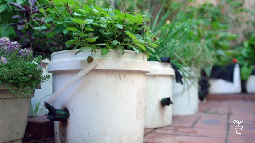 Herbs and produce growing in white buckets in courtyard