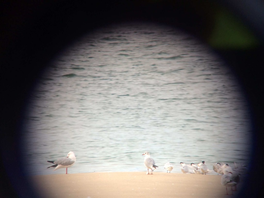 Black-headed gull