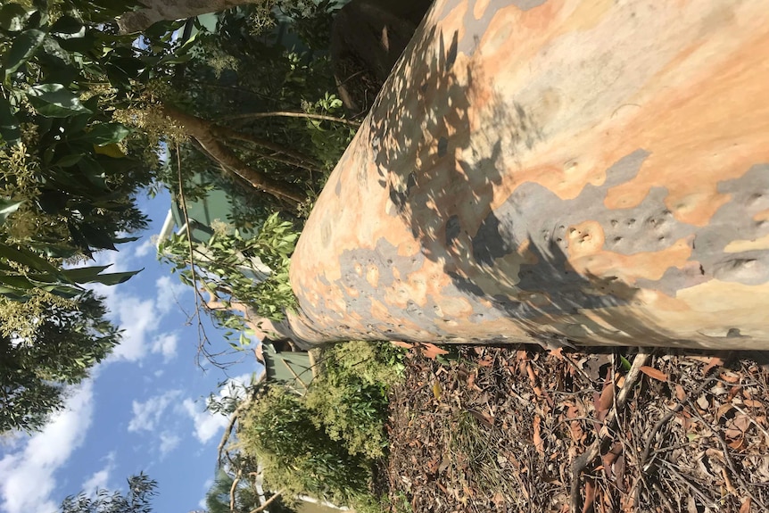 A eucalyptus tree is seen on the ground with blue skies in the background. It lies on tan bark.
