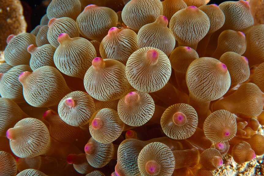 A close-up photo of of a bulb-tipped sea anemone.