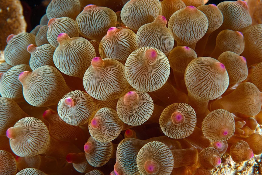 A close-up photo of of a bulb-tipped sea anemone.