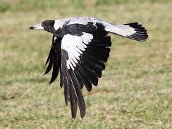 A magpie swoops close to ground. Wings outspread mid-flight with green grass in background