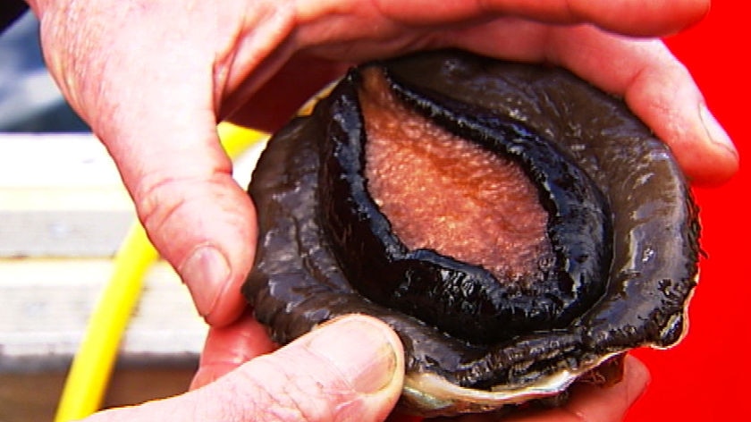 abalone in diver's hand