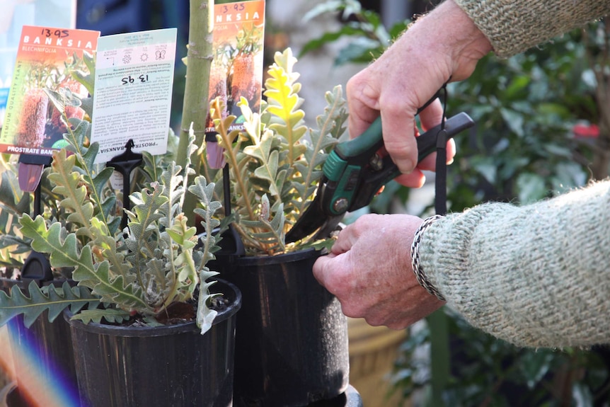 Closeup photo of hands pruning some pot plants.
