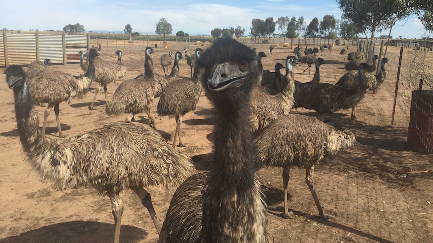Pimpinio Emus with open mouths, due to the heat