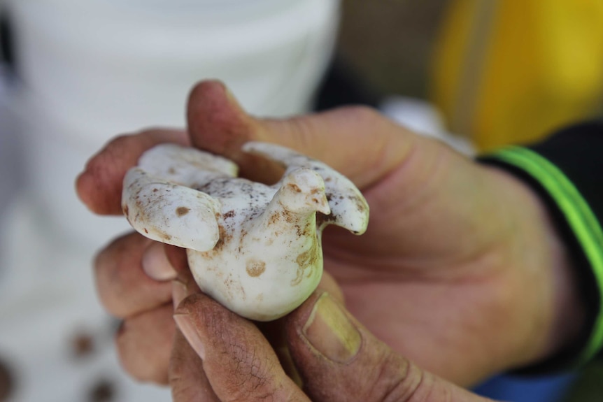 Man holds tiny white bird in his hand