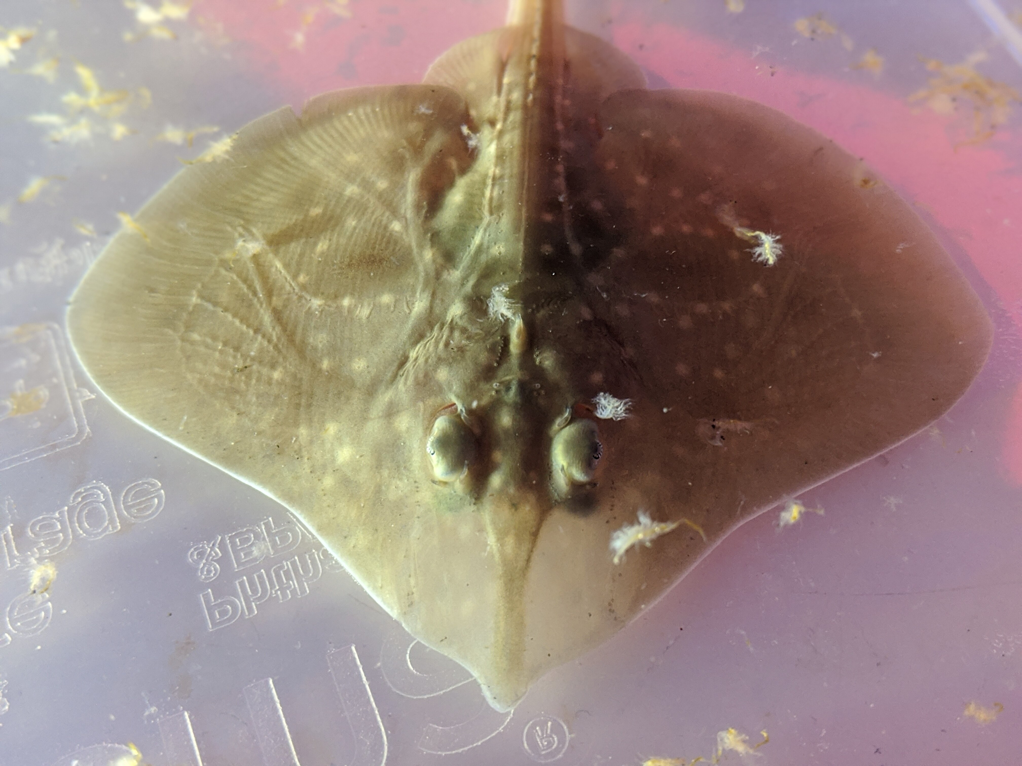 A close up of a baby maugean skate, grey with spots.
