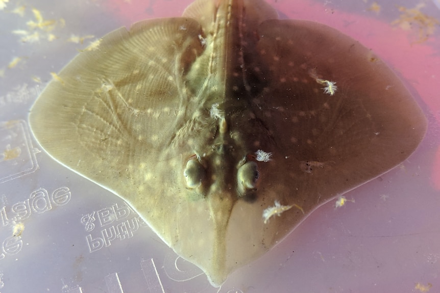 A close up of a baby maugean skate, grey with spots.