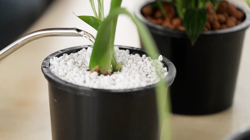 A plant grows in a pot with perlite. The pot is black, the perlite is bright white and the plant appears to be a succulent. 